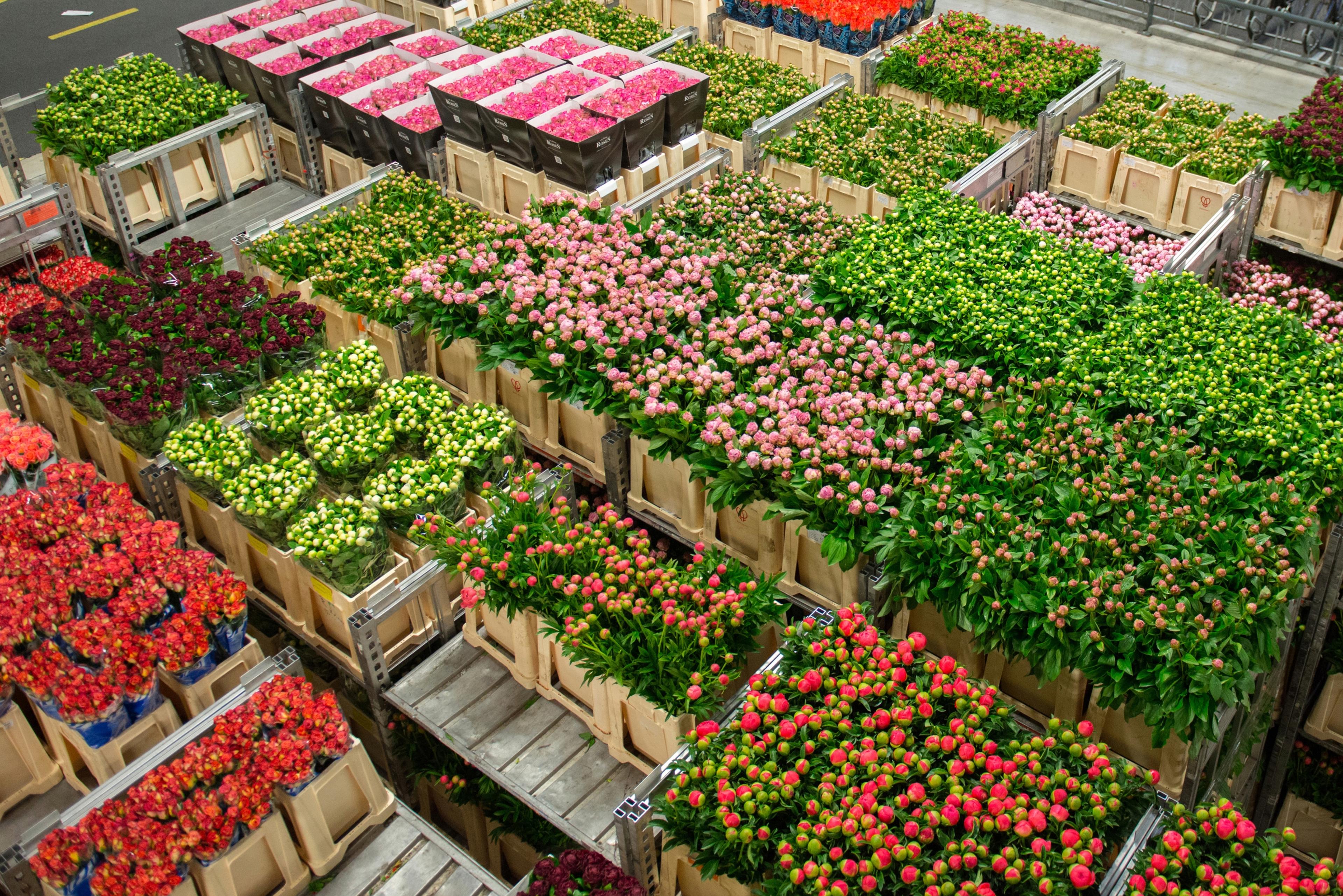 blooms awaiting shipment in a warehouse, symbolizing Kenya’s thriving cut flower industry and its global reach facilitated by aviation